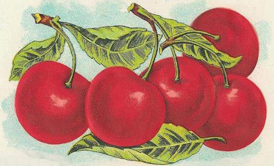 Michigan Cherries... 