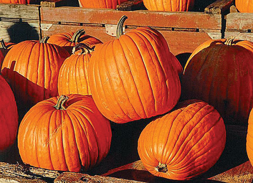 It's Pumpkin Time...